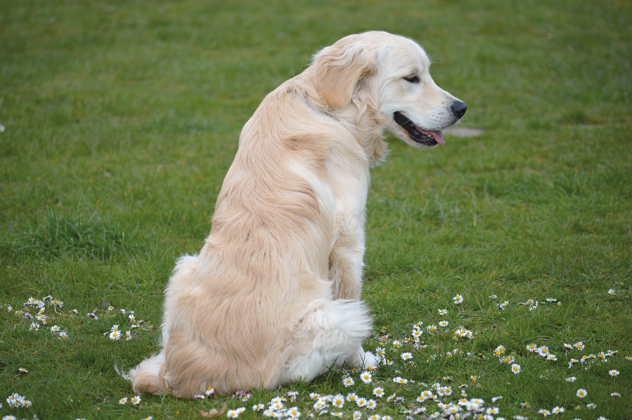 A Guide to the Different Types of Retrievers